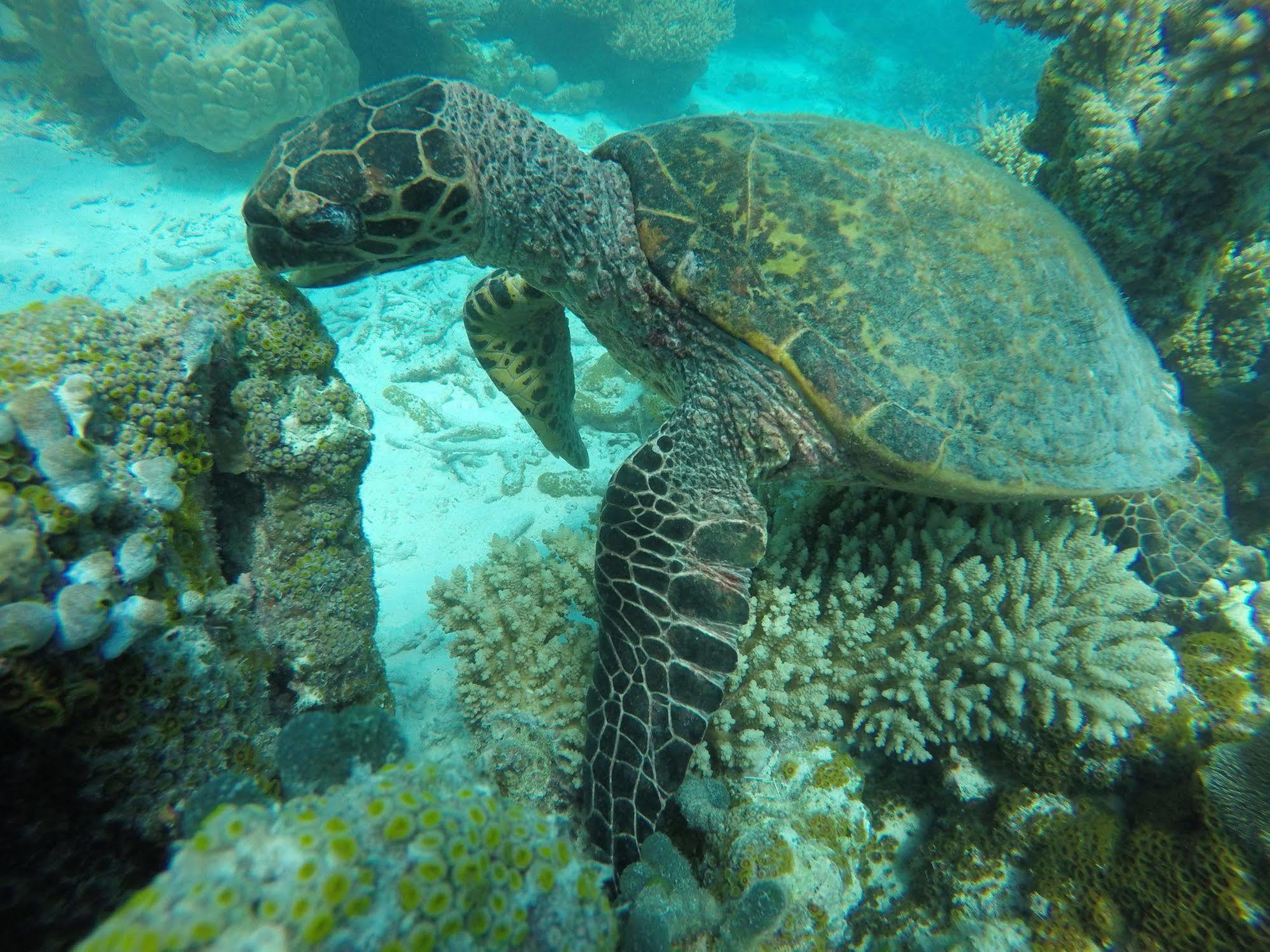 Hotel Lily Rest Maldives Maafushi Zewnętrze zdjęcie